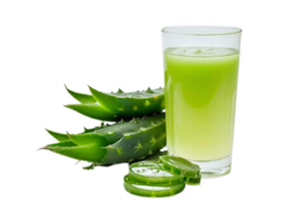 Dynamic Life UG Industry